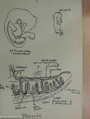 Functionalis anatomia