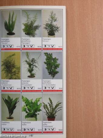 Potplanten/Pot Plants/Topfpflanzen/Plantes en pot/Piante da vaso/Planta en particular 1989/90