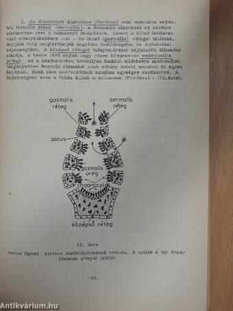 Összehasonlító anatómia (Boncolási gyakorlatok) I.