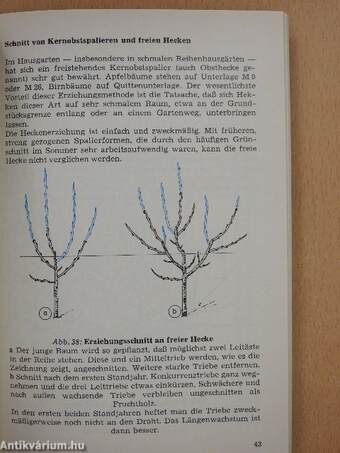 Obstbaumschnitt in Bildern