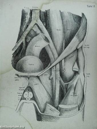 Atlas der Topographischen Anatomie des Menschen I-IV. (töredék)