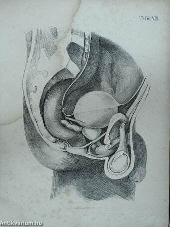 Atlas der Topographischen Anatomie des Menschen I-IV. (töredék)