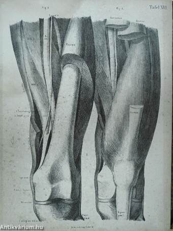 Atlas der Topographischen Anatomie des Menschen I-IV. (töredék)