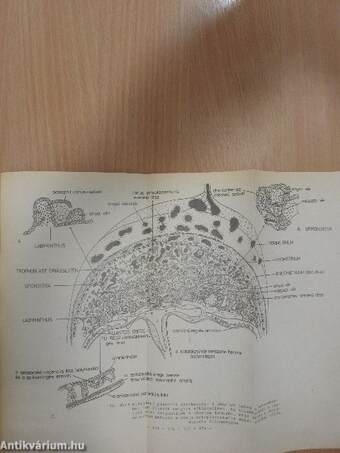 Embryologia