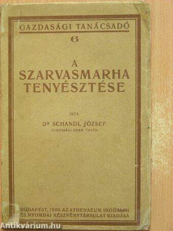 A szarvasmarha tenyésztése