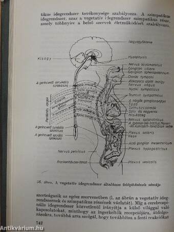 Az általános pszichológia alapjai II. (töredék)