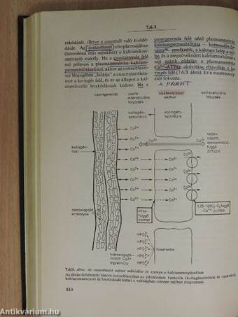 Orvosi élettan 2. (töredék)