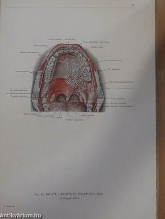 Az ember anatómiájának atlasza II. (töredék)