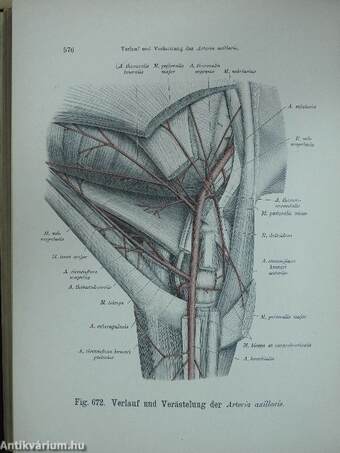 Atlas der deskriptiven anatomie des menschen II.