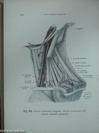 Atlas der deskriptiven anatomie des menschen II.