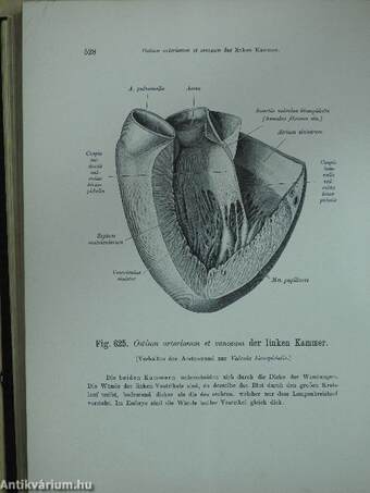 Atlas der deskriptiven anatomie des menschen II.