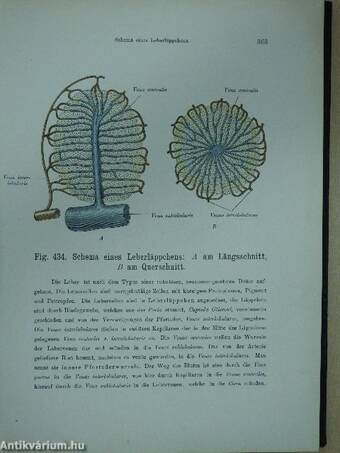 Atlas der deskriptiven anatomie des menschen II.