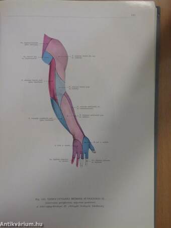 Az ember anatómiájának atlasza III. (töredék)