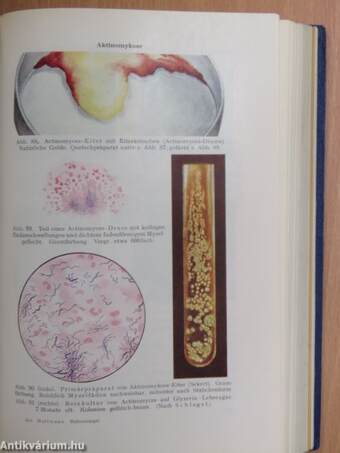 Bakteriologie und Serologie