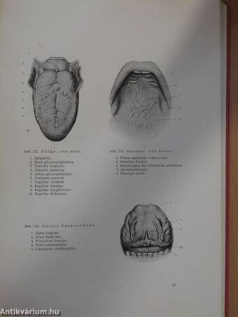 Atlas der Hals-, Nasen-, Ohrenkrankheiten