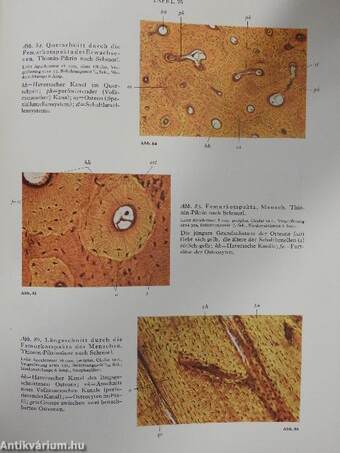 Atlas der normalen Histologie und mikroskopischen Anatomie des Menschen