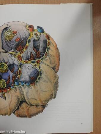 Atlas der Pneumologie