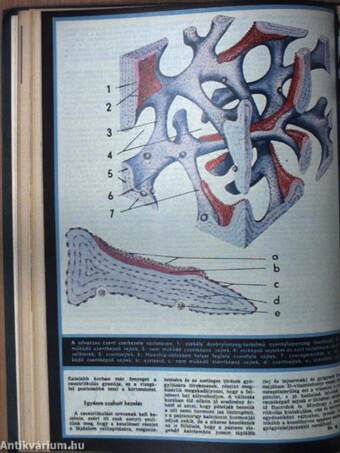 Élet és Tudomány 1987. január-december I-II.