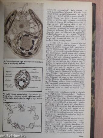 Élet és Tudomány 1965. szeptember-december (nem teljes évfolyam)