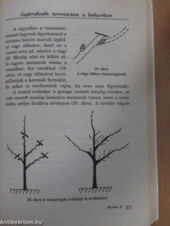 Gyümölcsök termesztése a kiskertben