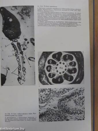 Klinikai endocrinologia 2. (töredék)