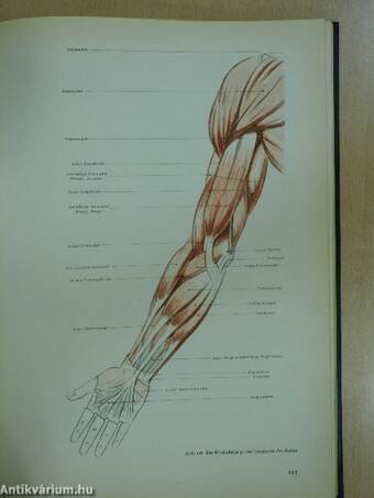 Künstleranatomie