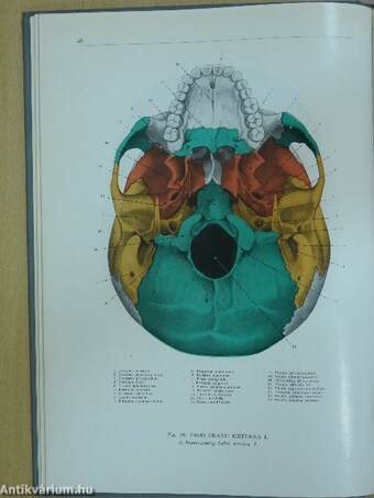 Az ember anatómiájának atlasza 1. (töredék)