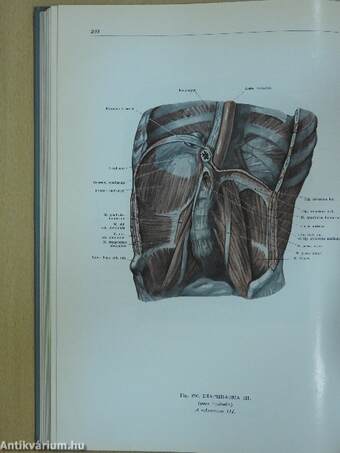 Az ember anatómiájának atlasza 1. (töredék)
