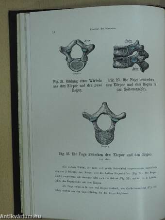 Atlas der descriptiven anatomie des menschen I-II.