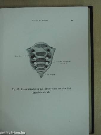 Atlas der descriptiven anatomie des menschen I-II.