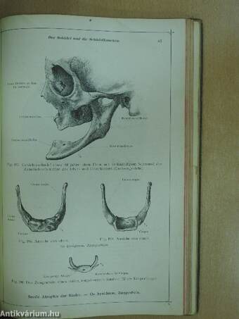 Anatomischer Atlas für Studierende und Ärzte I-VI.