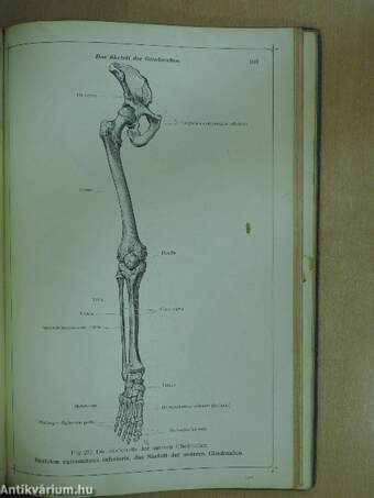 Anatomischer Atlas für Studierende und Ärzte I-VI.