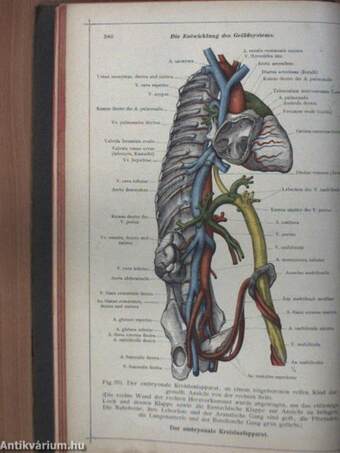 Anatomischer Atlas für Studierende und Ärzte I-VI.