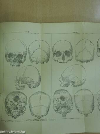 Mittheilungen der anthropologischen Gesellschaft in Wien Jänner-December 1873.