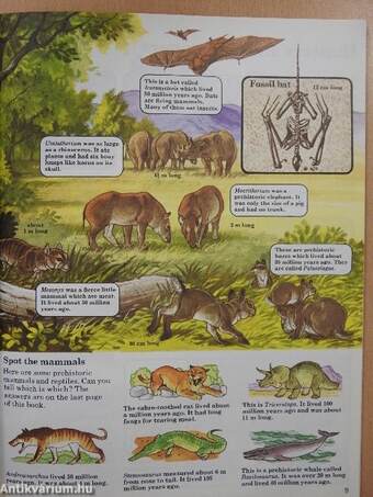 Prehistoric Mammals