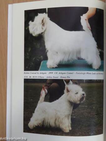 A westie