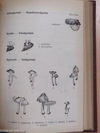 Magyarország kalaposgombáinak meghatározó kézikönyve