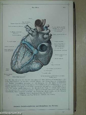 Anatomischer Atlas für studierende und Ärzte V.