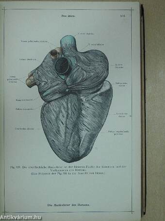 Anatomischer Atlas für studierende und Ärzte V.