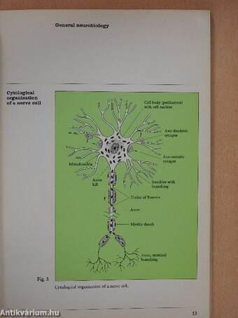 Central Nervous System, Organic Brain Diseases and Pyritinol