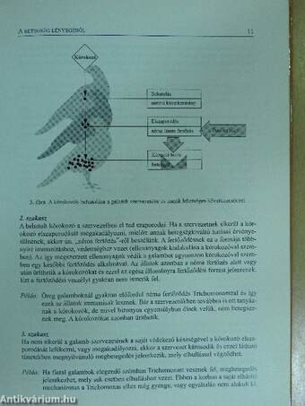 Galambbetegségek megelőzése, felismerése és kezelése