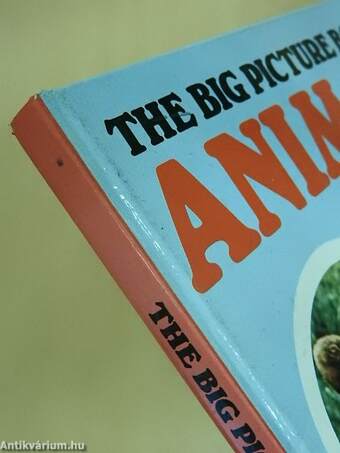 The Big Picture Book of Animals