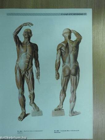 Sobotta - Az ember anatómiájának atlasza I. (töredék)
