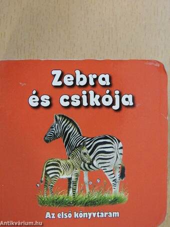 Zebra és csikója (minikönyv)