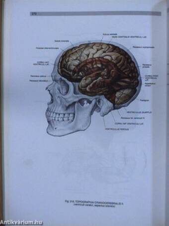 Az ember anatómiájának atlasza 2. (töredék)