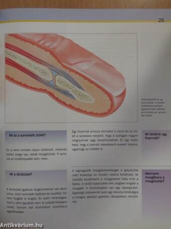 Az emberi test