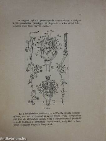 Peronospora elleni védekezés