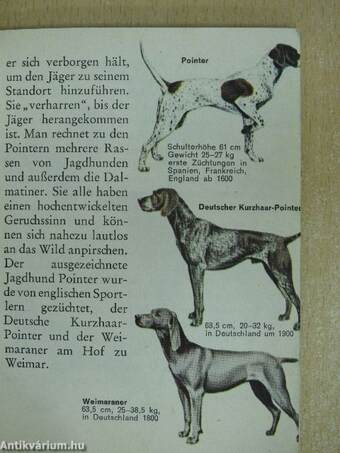 Hunde