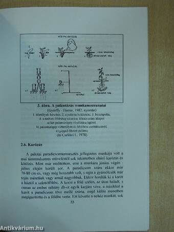 Zöldségtermesztés Rákospalotán az 1930-as években