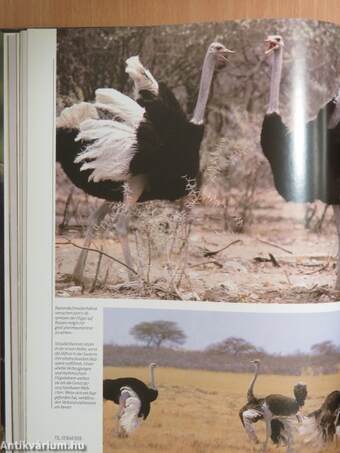 Tiere der afrikanischen Savanne